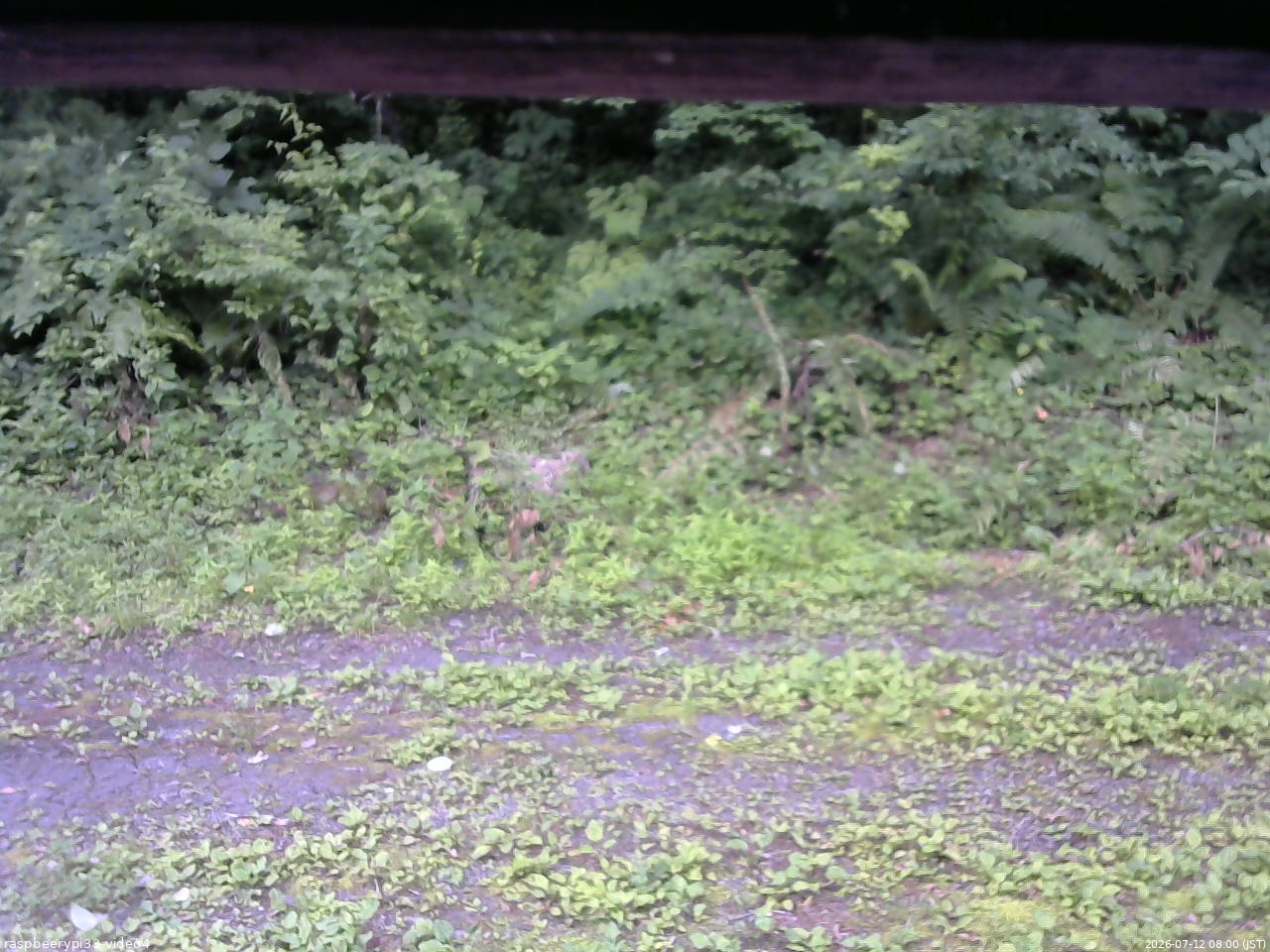 長野県菅平高原 ゆたか山荘 東側(坂下) 2026/07/12 08:00