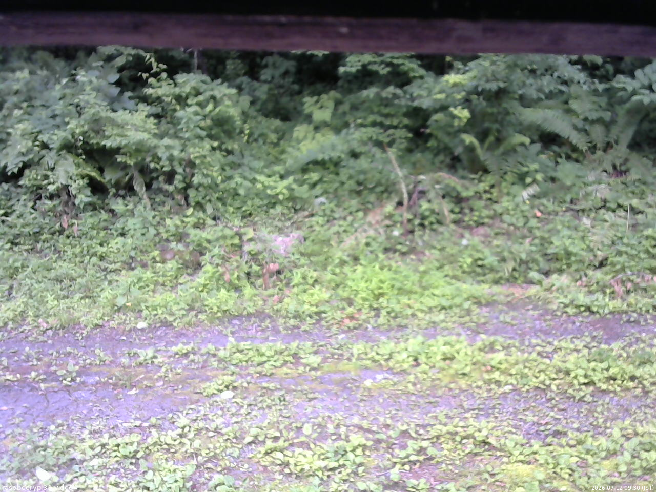 長野県菅平高原 ゆたか山荘 東側(坂下) 2026/07/12 09:30