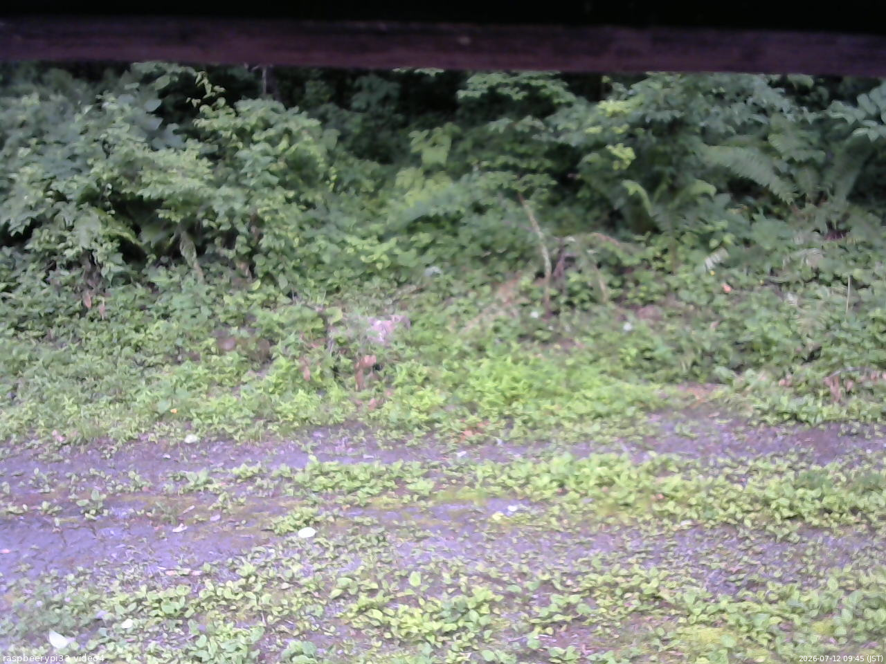 長野県菅平高原 ゆたか山荘 東側(坂下) 2026/07/12 09:45