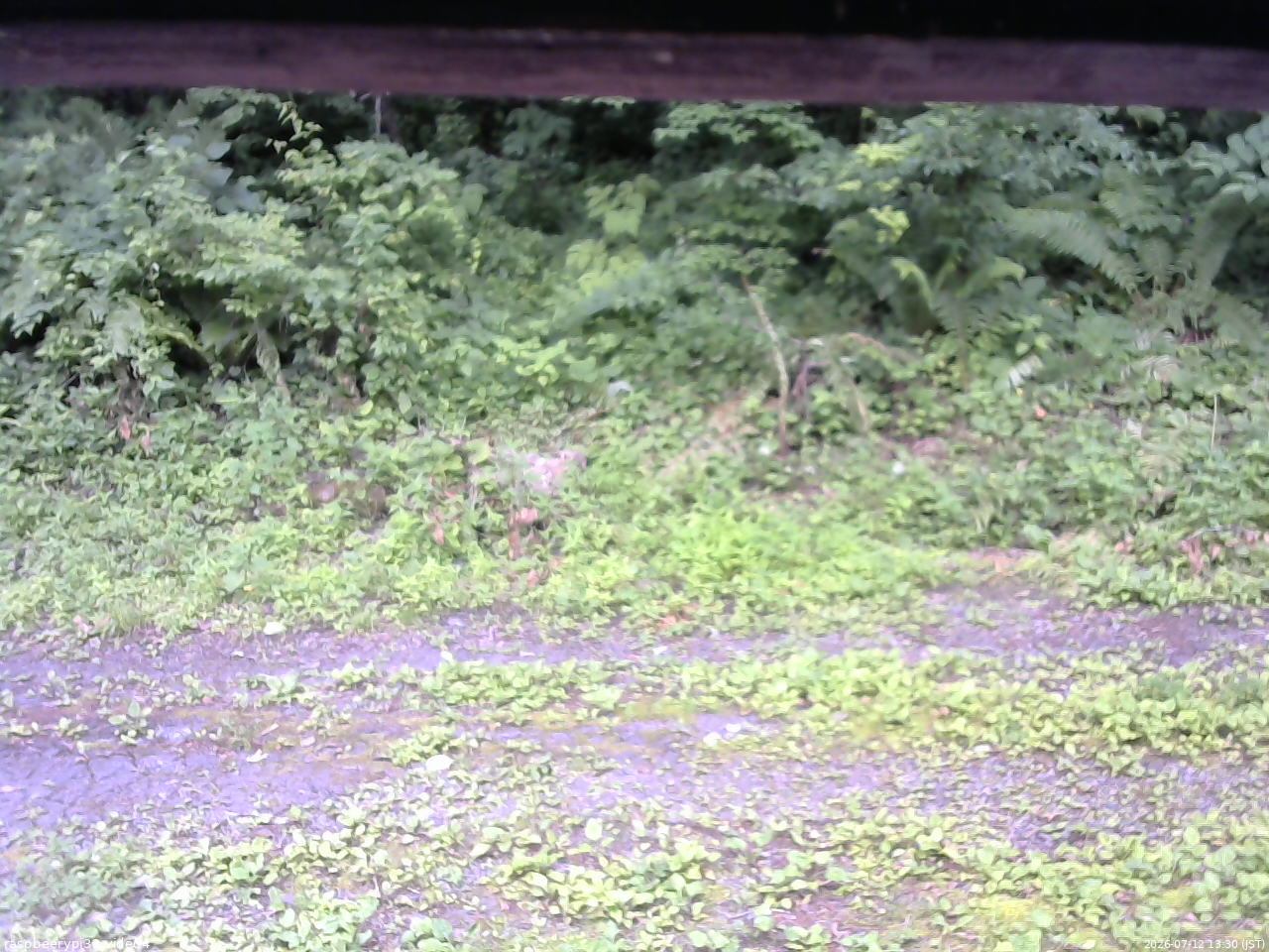 長野県菅平高原 ゆたか山荘 東側(坂下) 2026/07/12 13:30