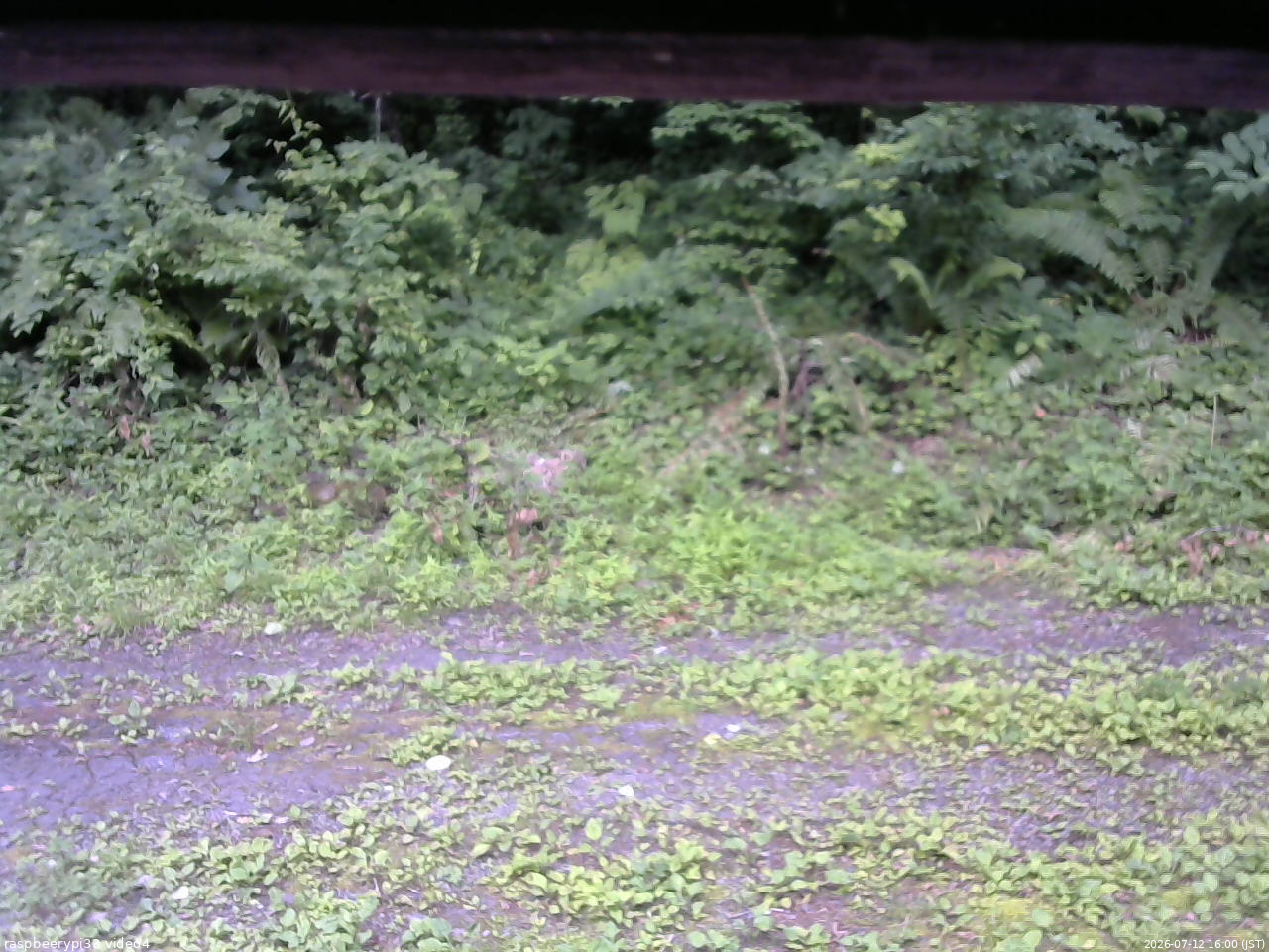 長野県菅平高原 ゆたか山荘 東側(坂下) 2026/07/12 16:00
