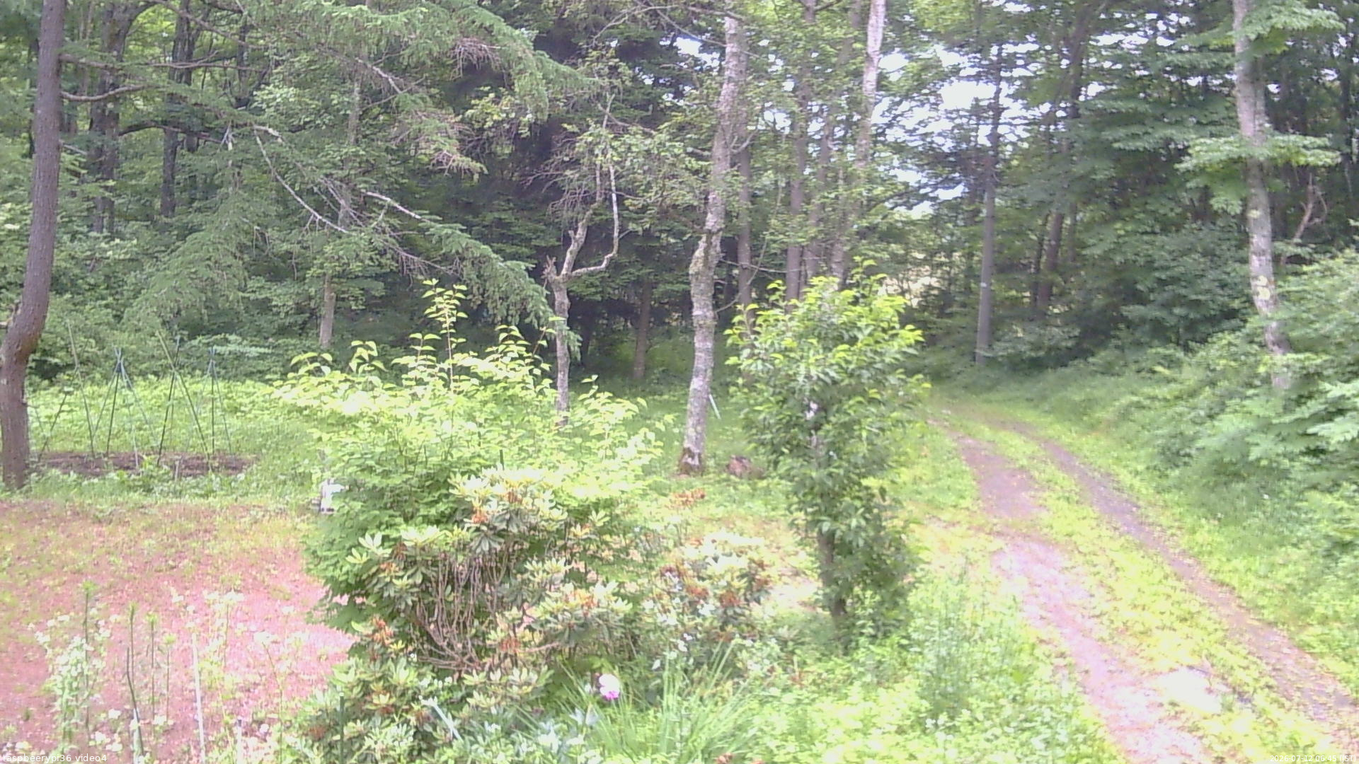 長野県菅平高原 ゆたか山荘 坂上 2026/07/12 06:45
