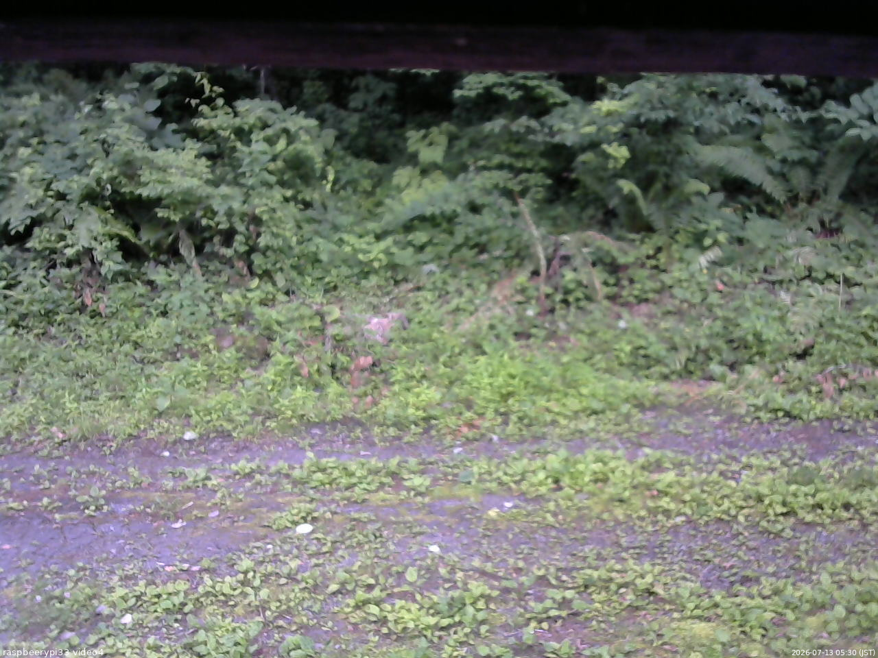 長野県菅平高原 ゆたか山荘 東側(坂下) 2026/07/13 05:30
