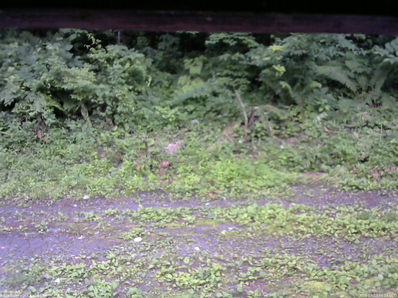 長野県菅平高原 ゆたか山荘 東側(坂下) 2026/07/13 06:15