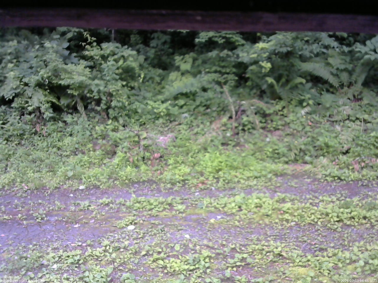長野県菅平高原 ゆたか山荘 東側(坂下) 2026/07/13 06:45