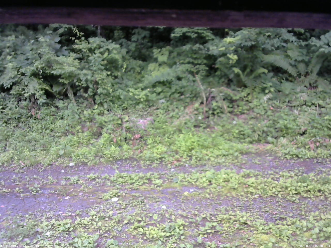 長野県菅平高原 ゆたか山荘 東側(坂下) 2026/07/13 07:30