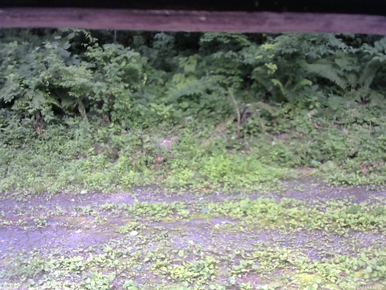 長野県菅平高原 ゆたか山荘 東側(坂下) 2026/07/13 09:30