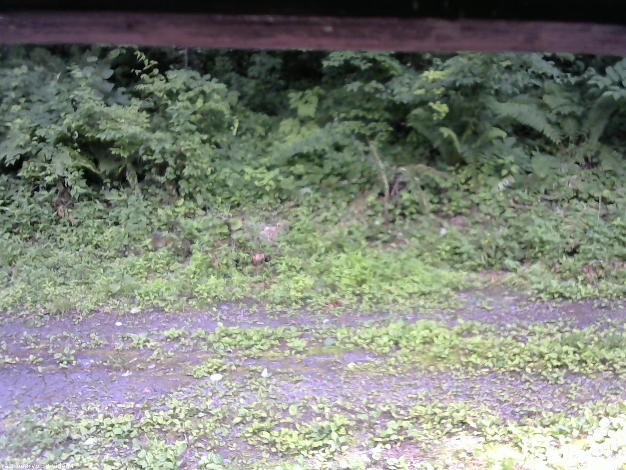 長野県菅平高原 ゆたか山荘 東側(坂下) 2026/07/13 14:15