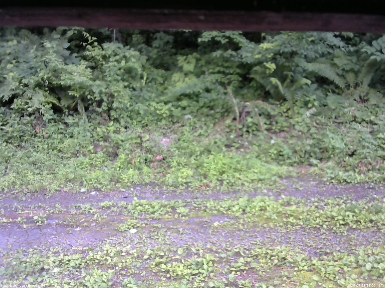 長野県菅平高原 ゆたか山荘 東側(坂下) 2026/07/13 16:00