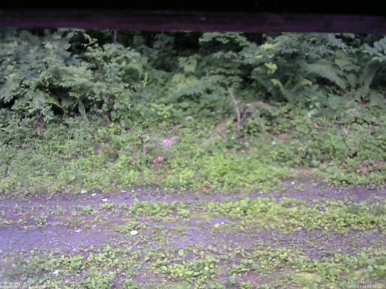 長野県菅平高原 ゆたか山荘 東側(坂下) 2026/07/14 05:30