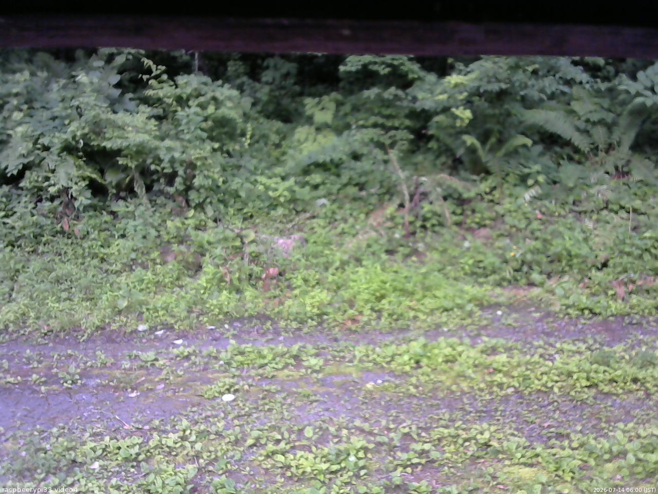 長野県菅平高原 ゆたか山荘 東側(坂下) 2026/07/14 06:00