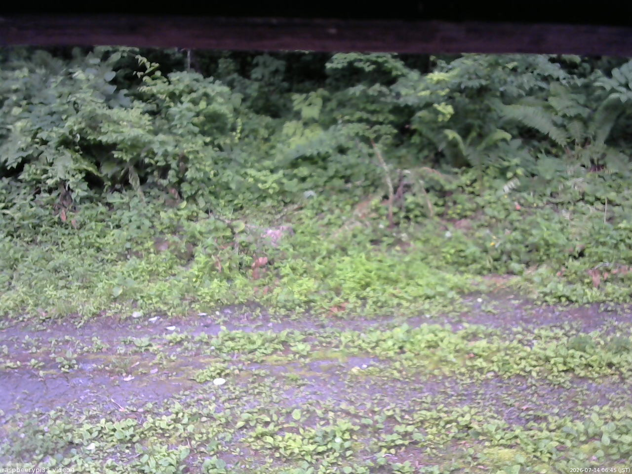 長野県菅平高原 ゆたか山荘 東側(坂下) 2026/07/14 06:45