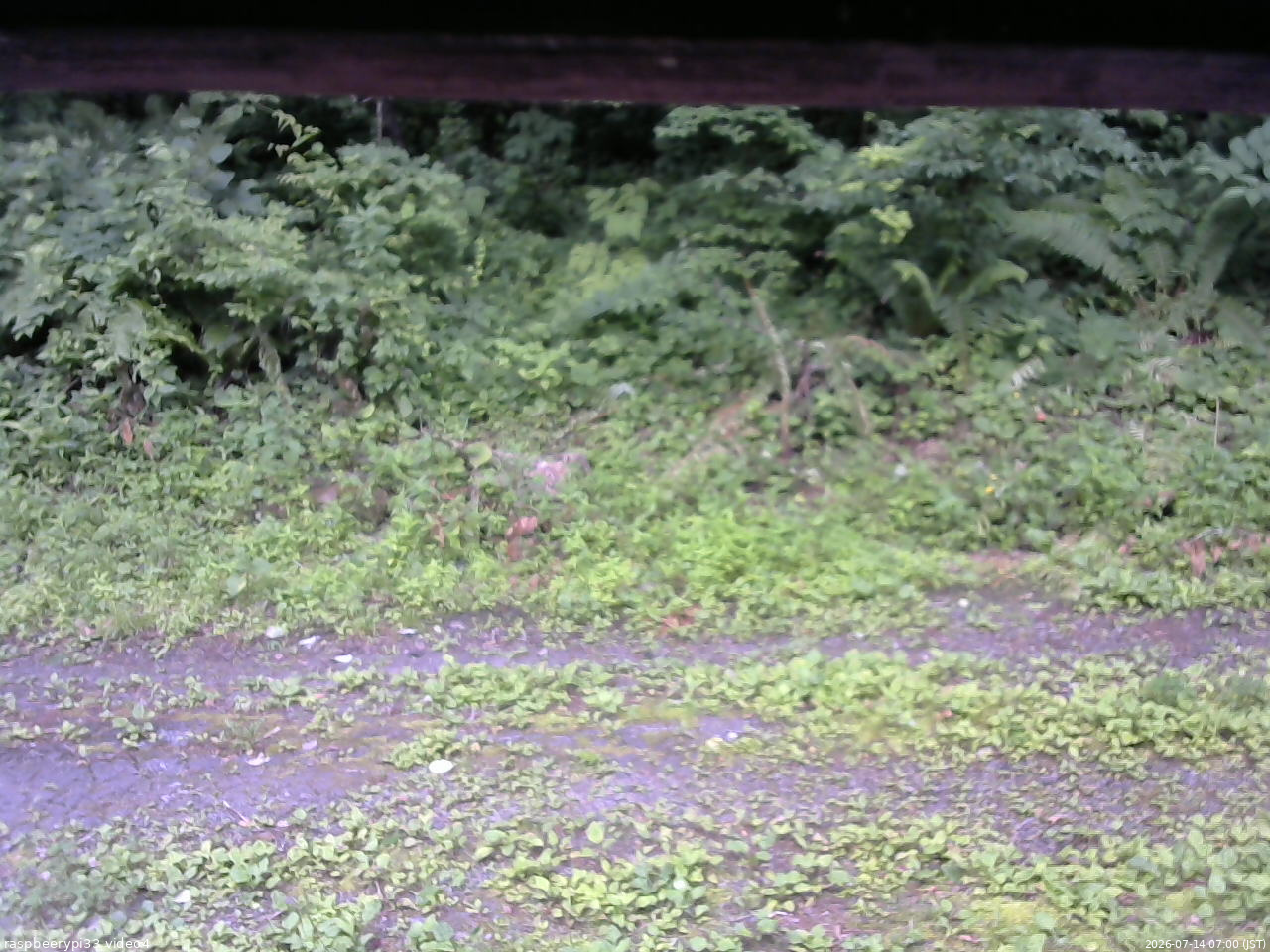 長野県菅平高原 ゆたか山荘 東側(坂下) 2026/07/14 07:00