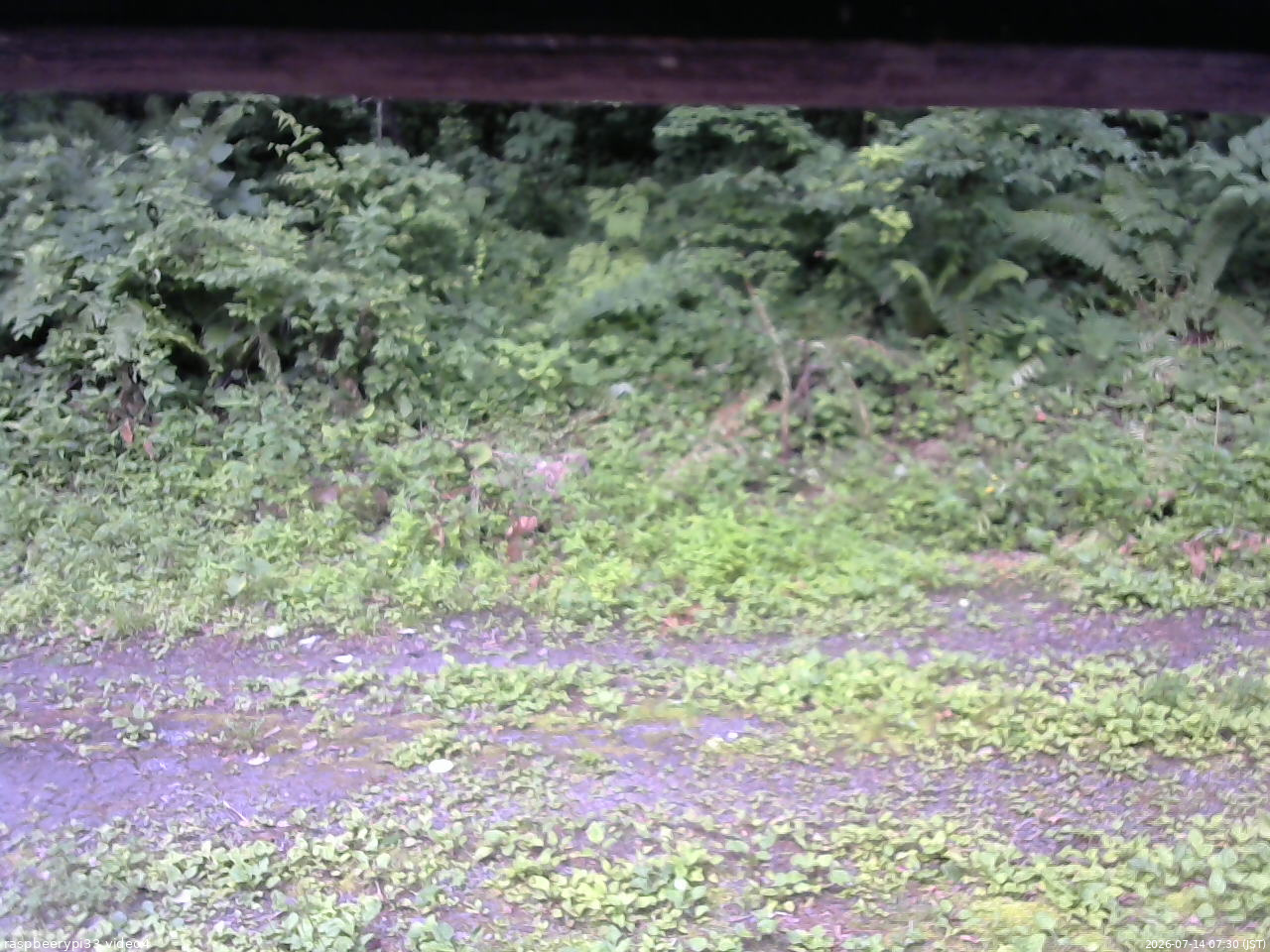 長野県菅平高原 ゆたか山荘 東側(坂下) 2026/07/14 07:30
