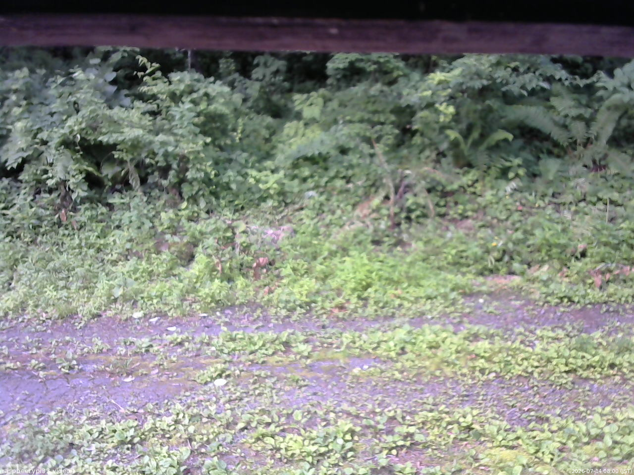 長野県菅平高原 ゆたか山荘 東側(坂下) 2026/07/14 08:00