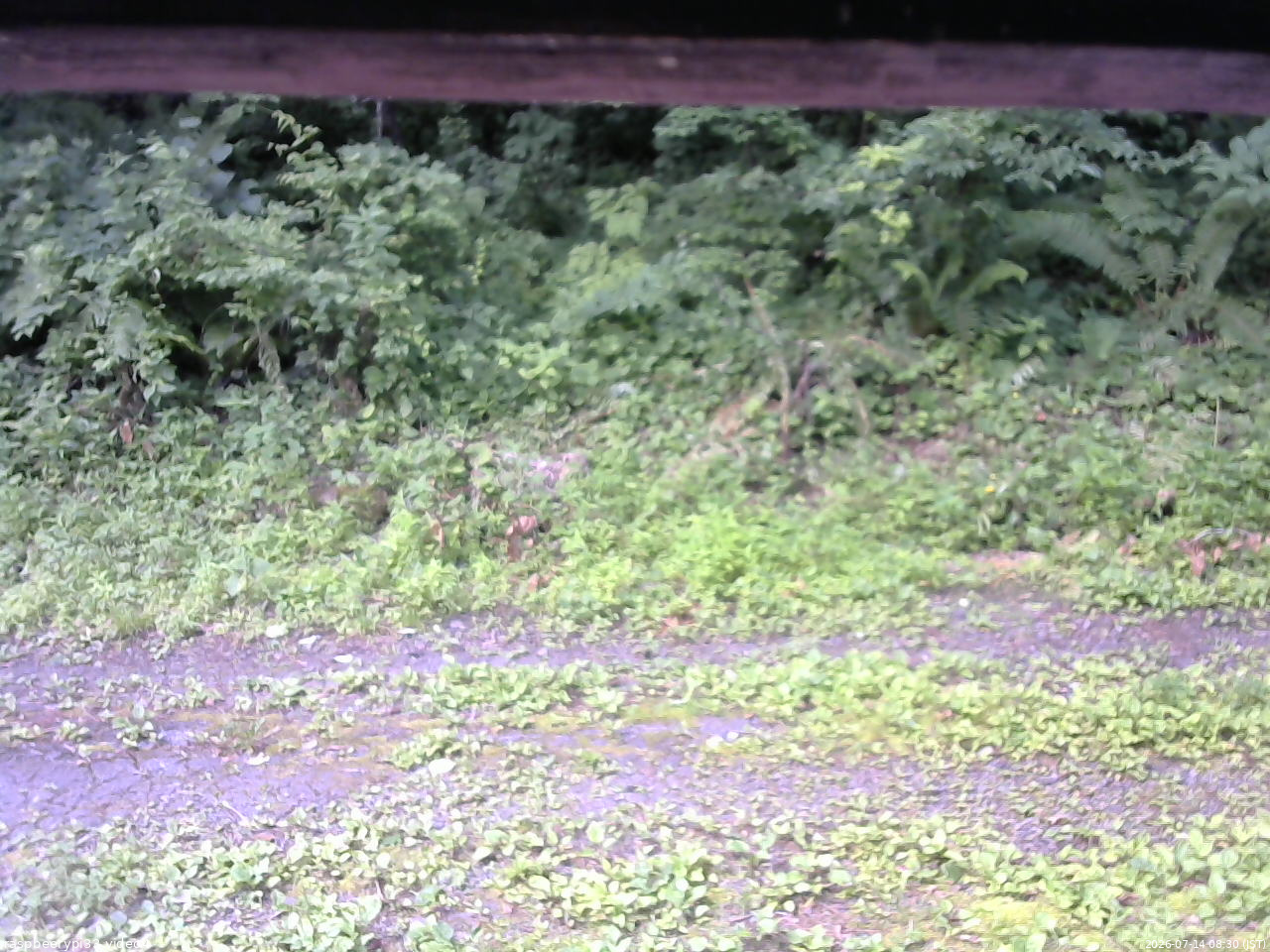 長野県菅平高原 ゆたか山荘 東側(坂下) 2026/07/14 08:30
