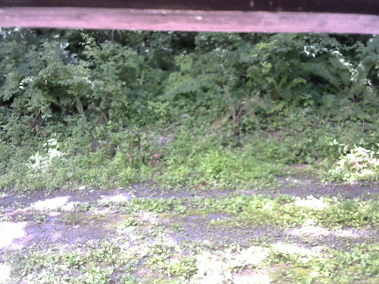 長野県菅平高原 ゆたか山荘 東側(坂下) 2026/07/14 09:45