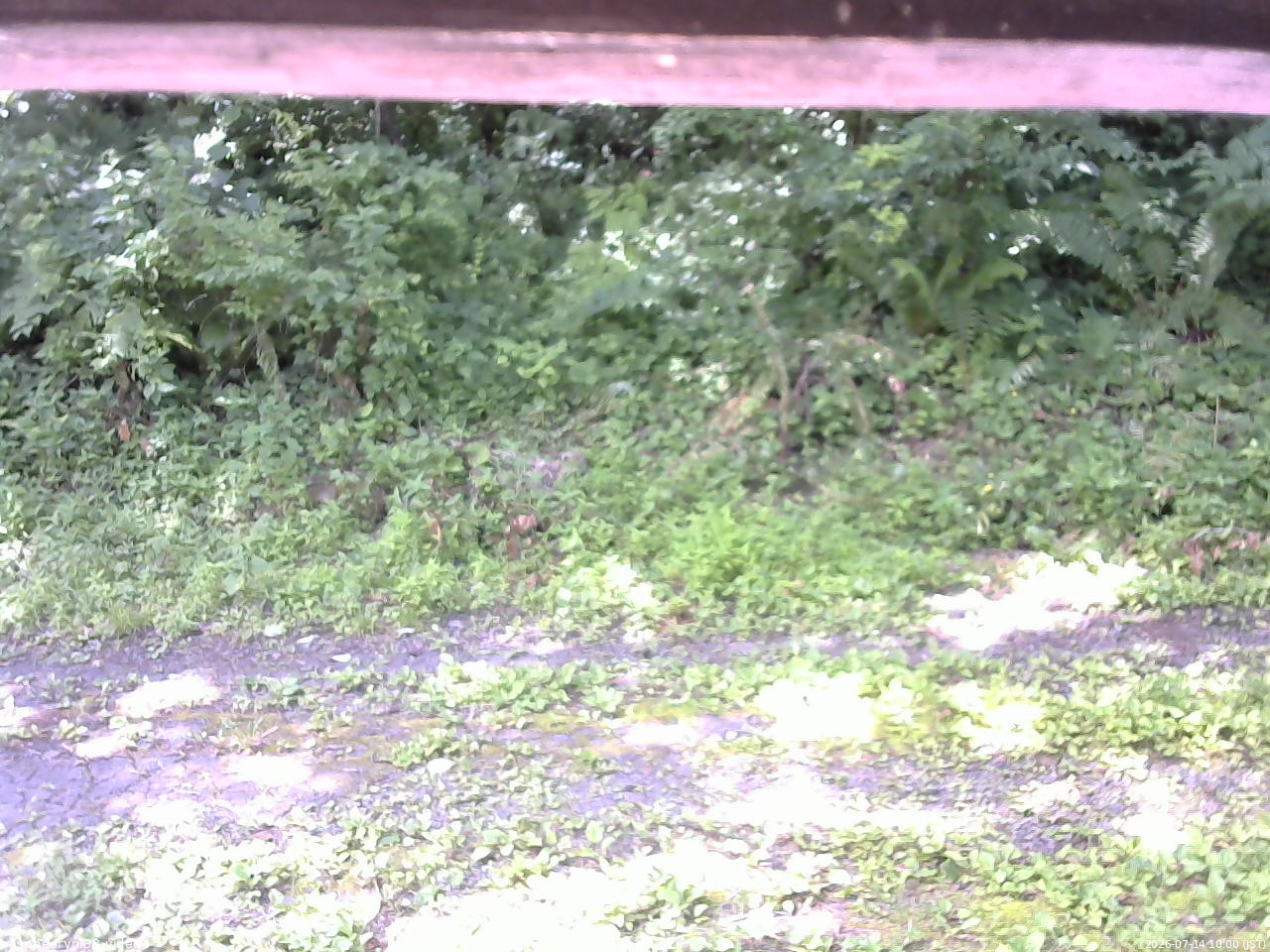 長野県菅平高原 ゆたか山荘 東側(坂下) 2026/07/14 10:00
