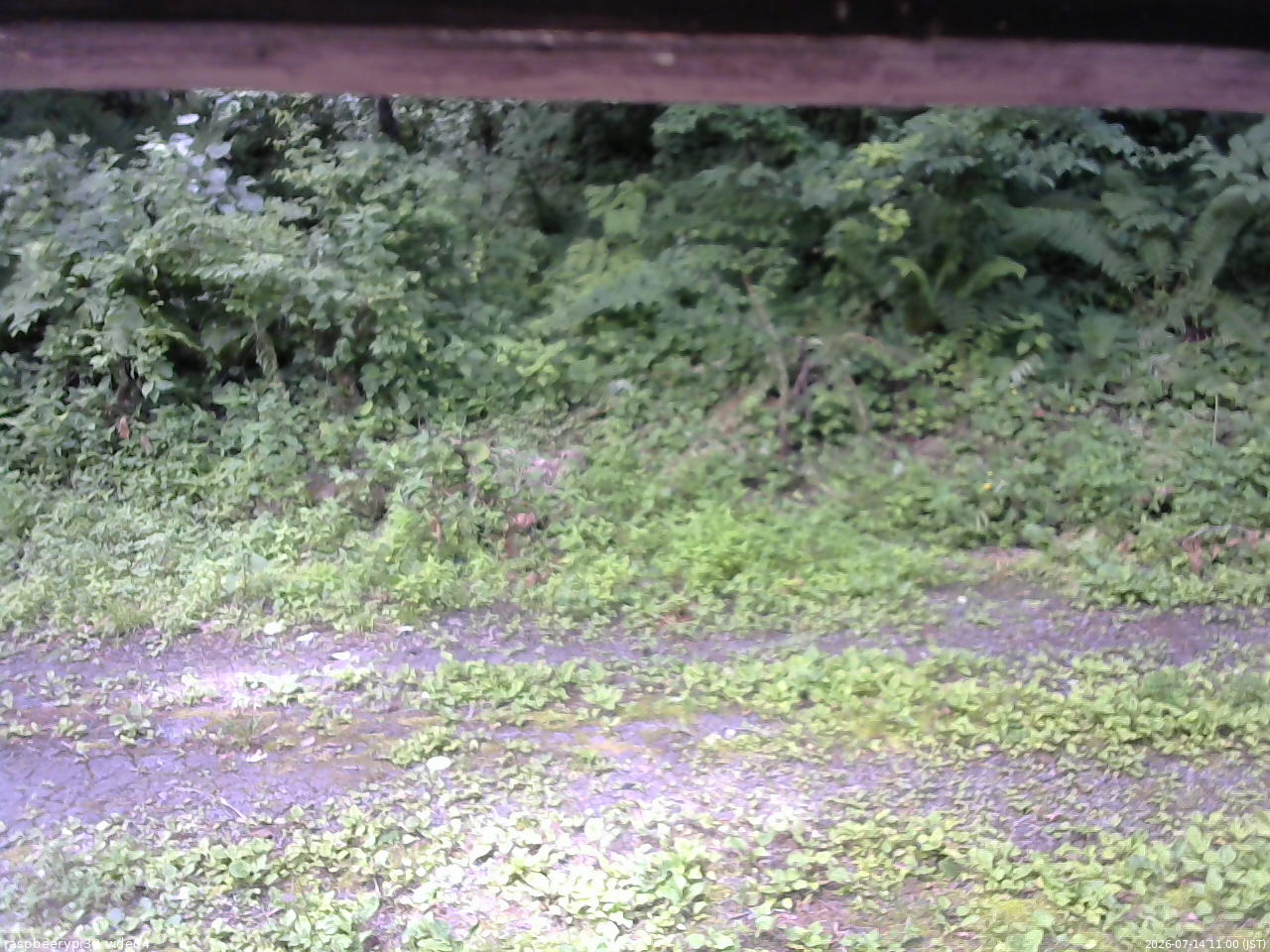 長野県菅平高原 ゆたか山荘 東側(坂下) 2026/07/14 11:00