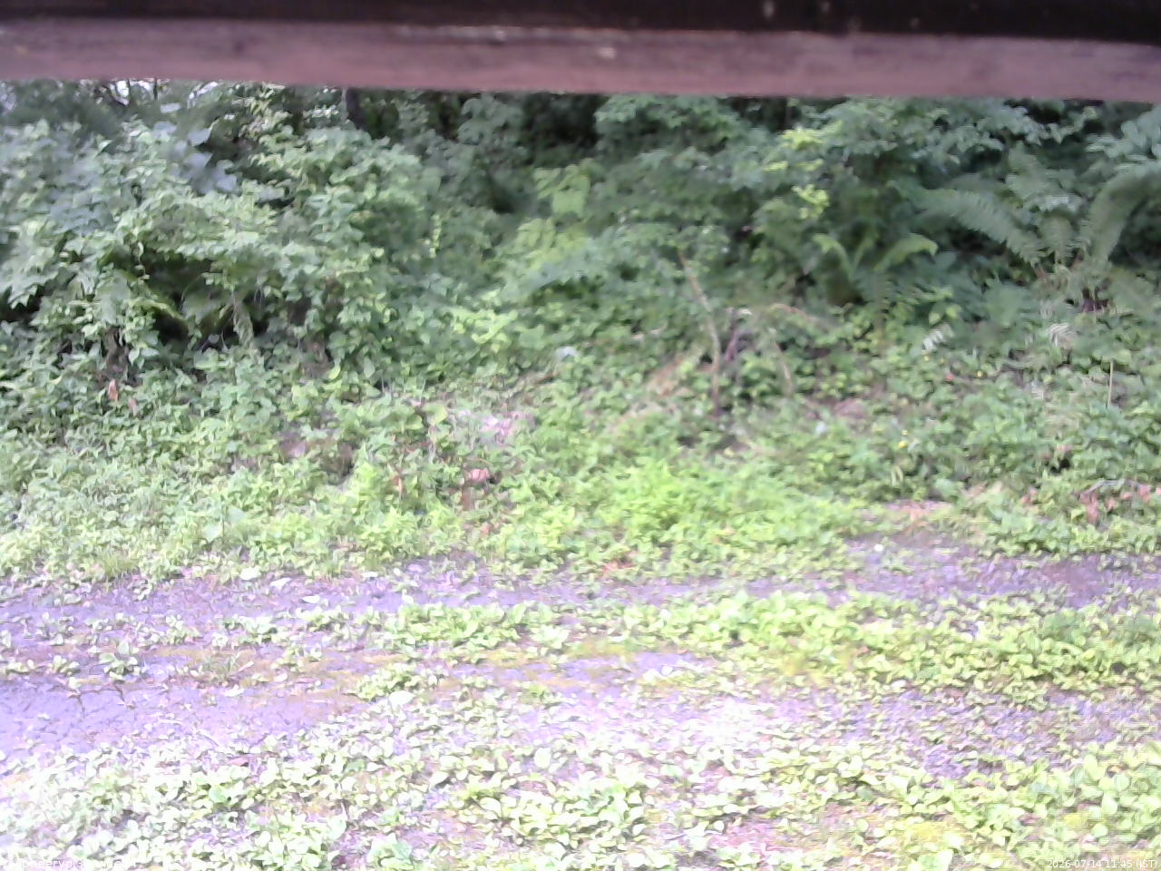 長野県菅平高原 ゆたか山荘 東側(坂下) 2026/07/14 11:45