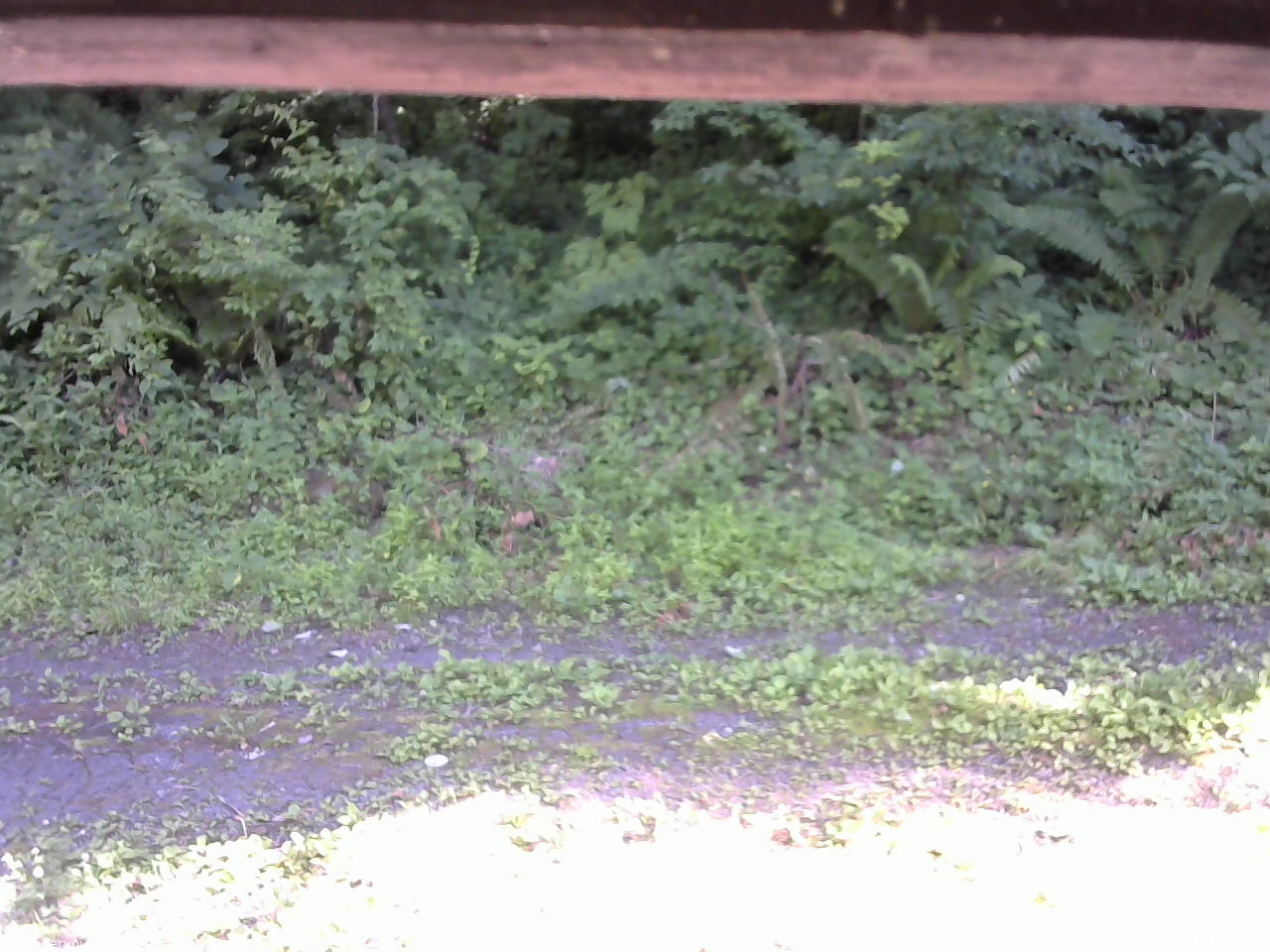 長野県菅平高原 ゆたか山荘 東側(坂下) 2026/07/14 14:45