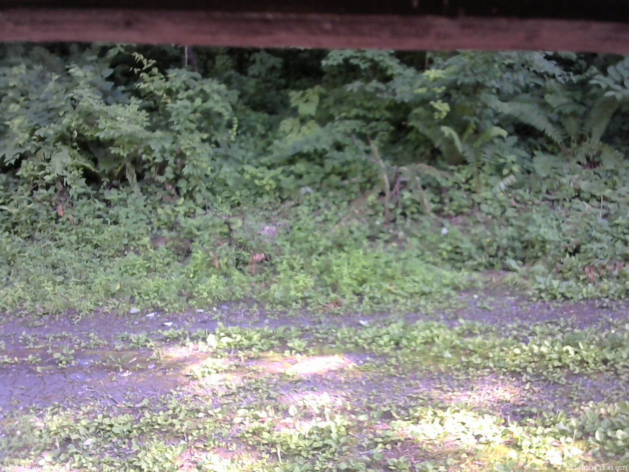 長野県菅平高原 ゆたか山荘 東側(坂下) 2026/07/14 15:45