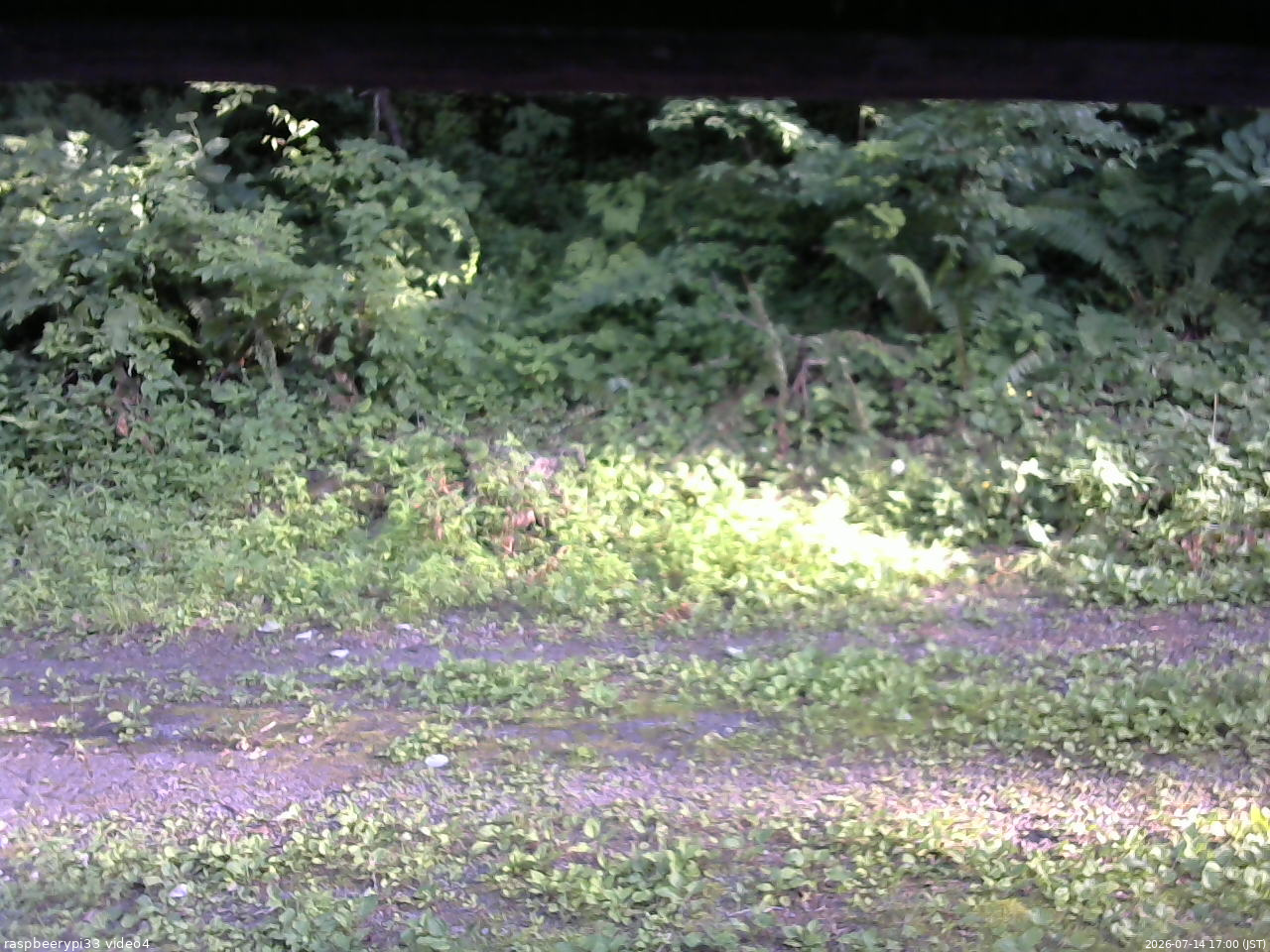 長野県菅平高原 ゆたか山荘 東側(坂下) 2026/07/14 17:00