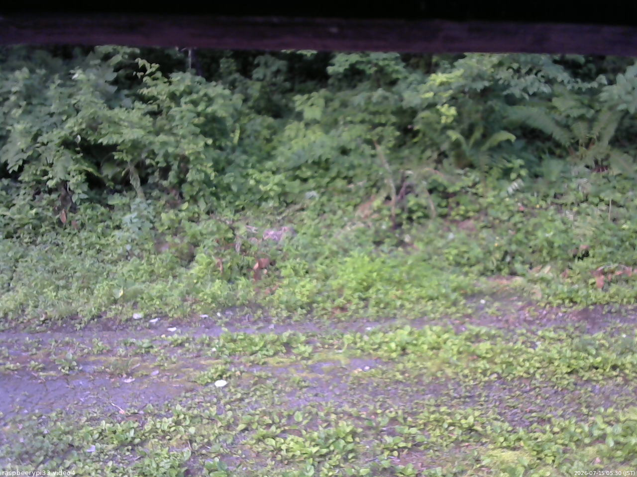 長野県菅平高原 ゆたか山荘 東側(坂下) 2026/07/15 05:30