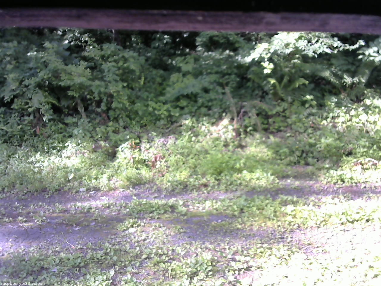 長野県菅平高原 ゆたか山荘 東側(坂下) 2026/07/15 07:15