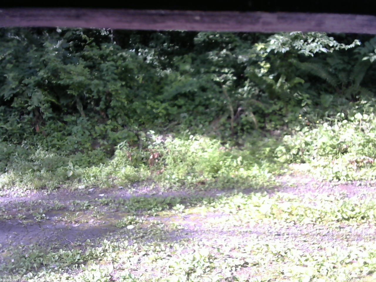 長野県菅平高原 ゆたか山荘 東側(坂下) 2026/07/15 07:30