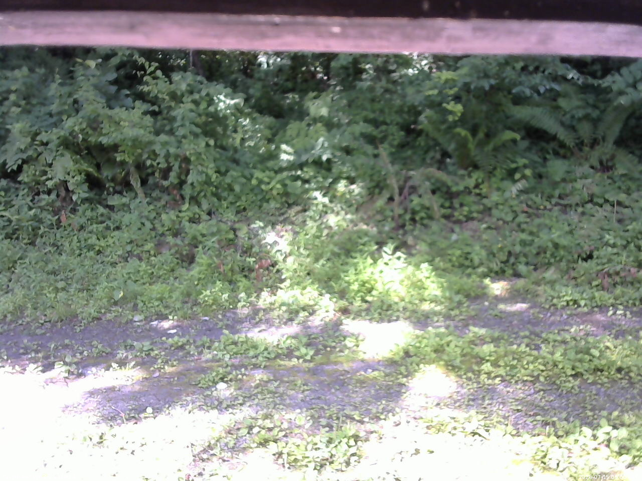 長野県菅平高原 ゆたか山荘 東側(坂下) 2026/07/15 09:00