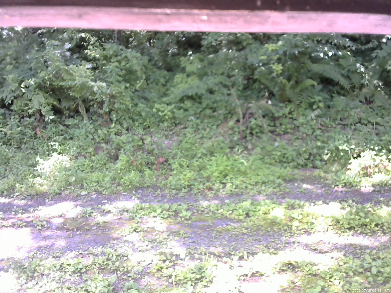 長野県菅平高原 ゆたか山荘 東側(坂下) 2026/07/15 09:45