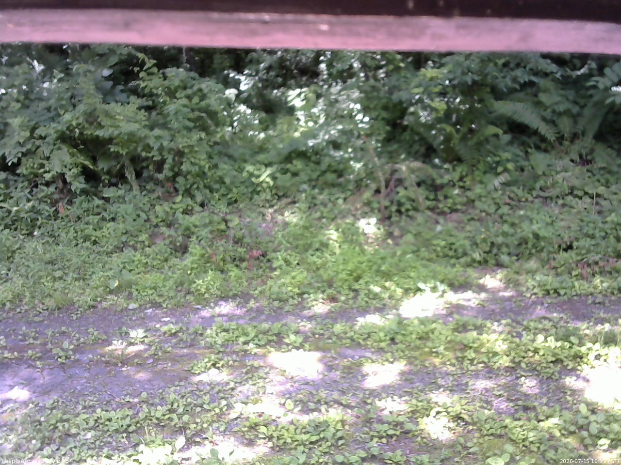 長野県菅平高原 ゆたか山荘 東側(坂下) 2026/07/15 10:15
