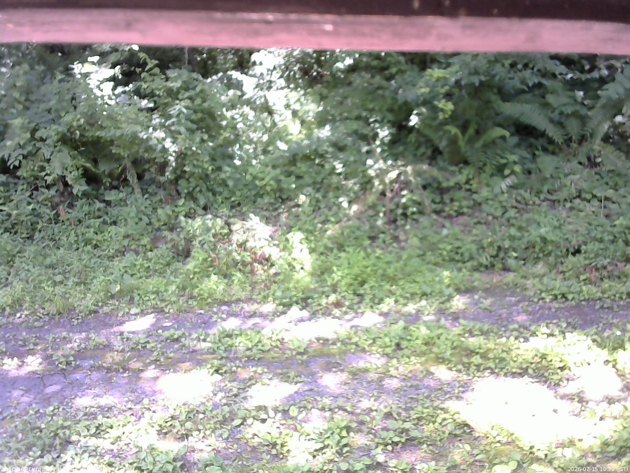長野県菅平高原 ゆたか山荘 東側(坂下) 2026/07/15 10:30