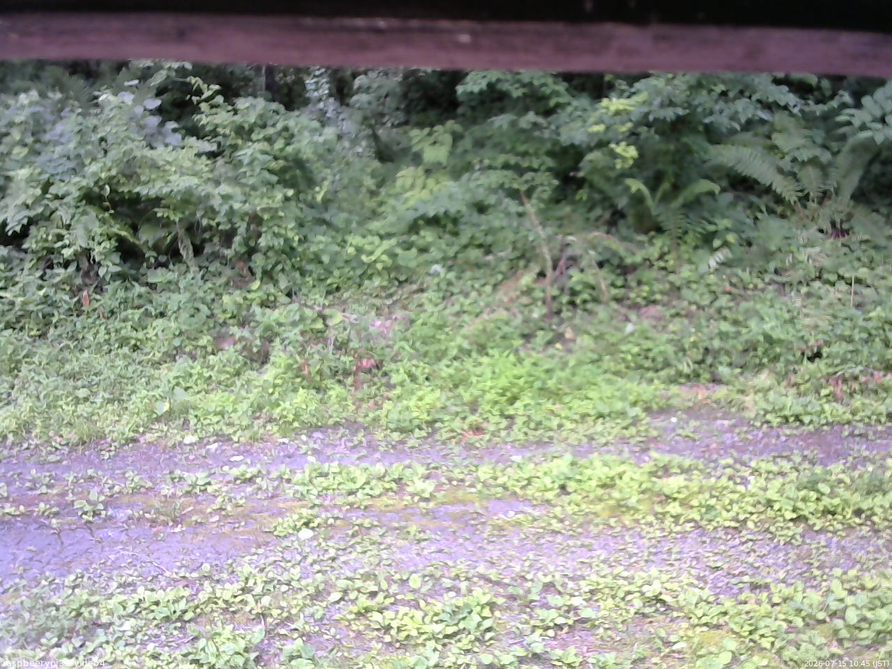 長野県菅平高原 ゆたか山荘 東側(坂下) 2026/07/15 10:45