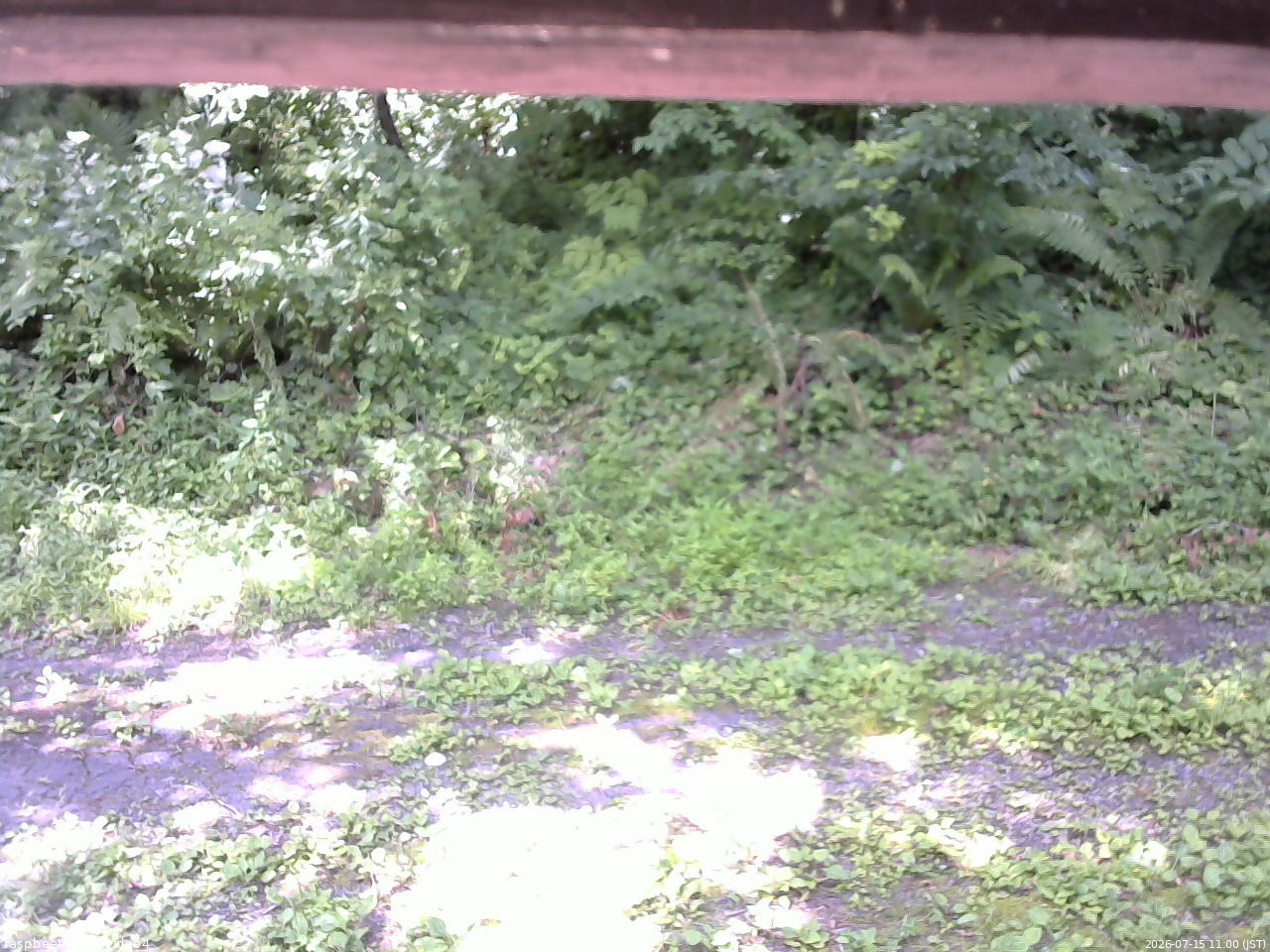 長野県菅平高原 ゆたか山荘 東側(坂下) 2026/07/15 11:00
