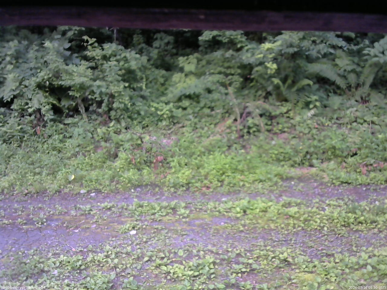 長野県菅平高原 ゆたか山荘 東側(坂下) 2026/07/16 05:30