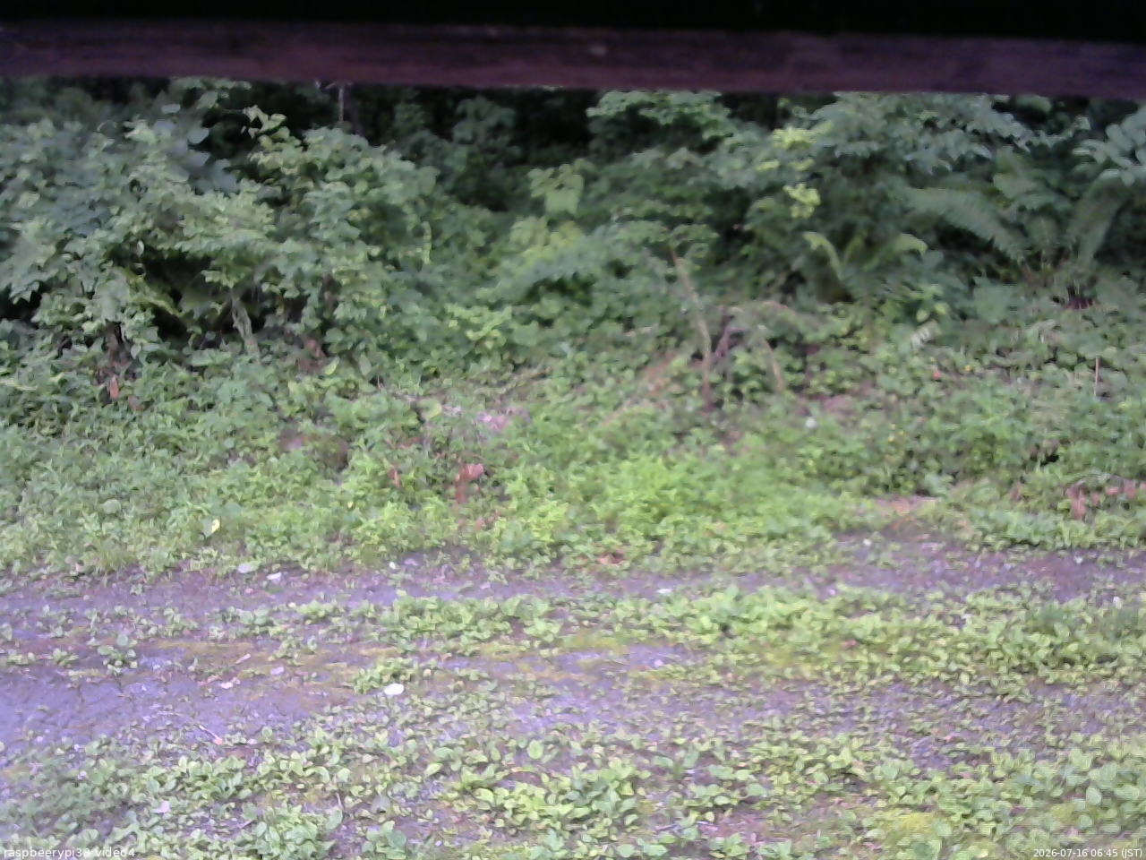 長野県菅平高原 ゆたか山荘 東側(坂下) 2026/07/16 06:45