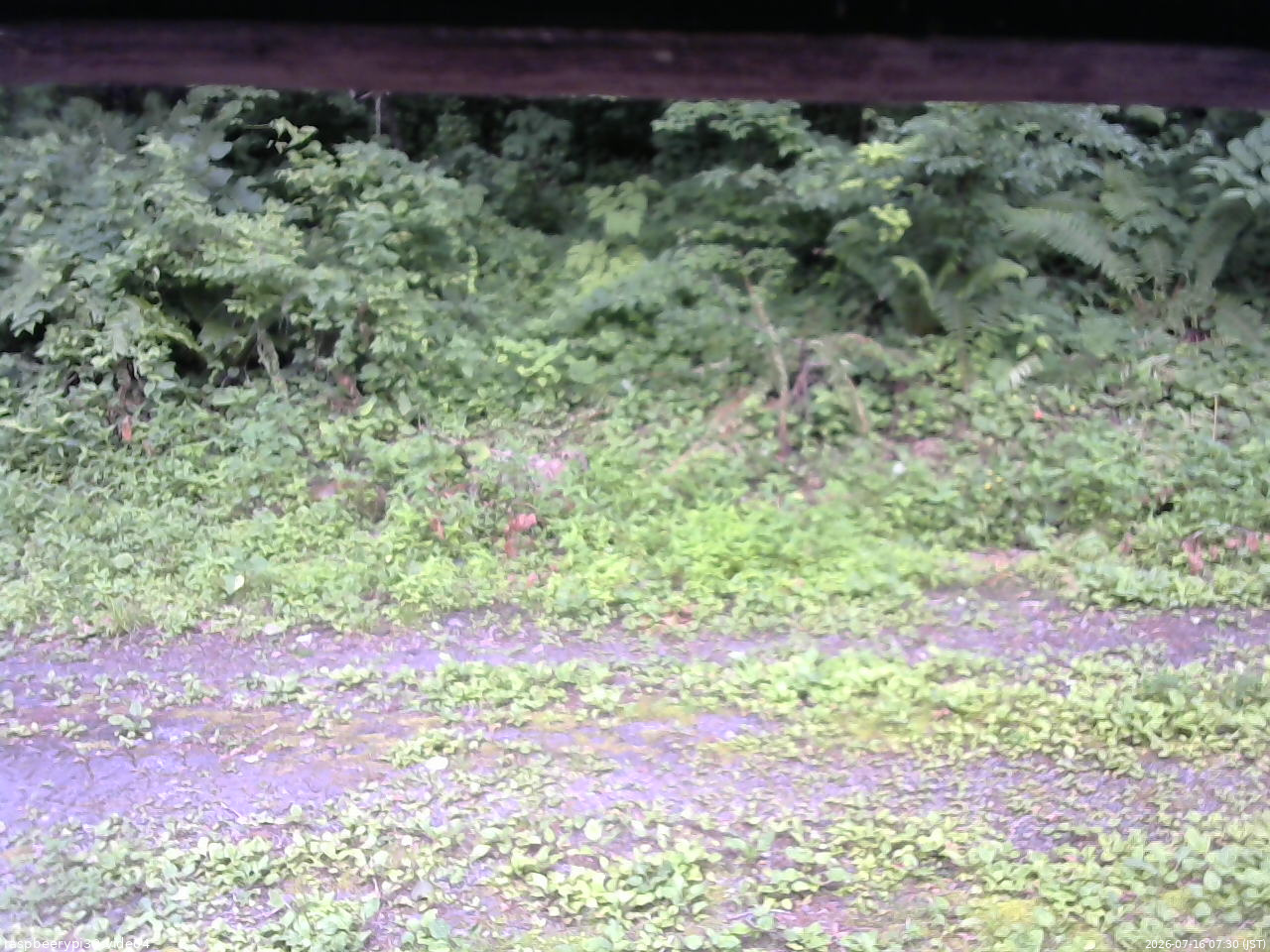 長野県菅平高原 ゆたか山荘 東側(坂下) 2026/07/16 07:30