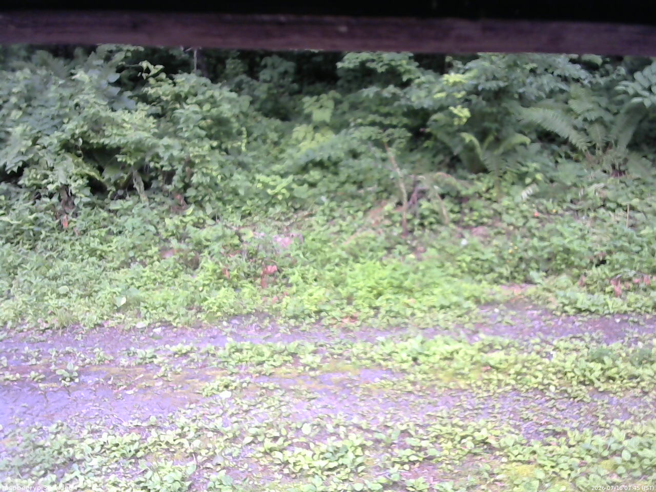 長野県菅平高原 ゆたか山荘 東側(坂下) 2026/07/16 07:45