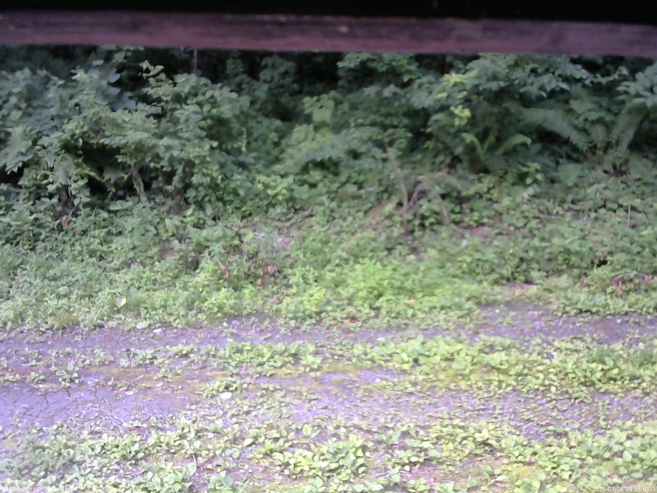長野県菅平高原 ゆたか山荘 東側(坂下) 2026/07/16 09:15