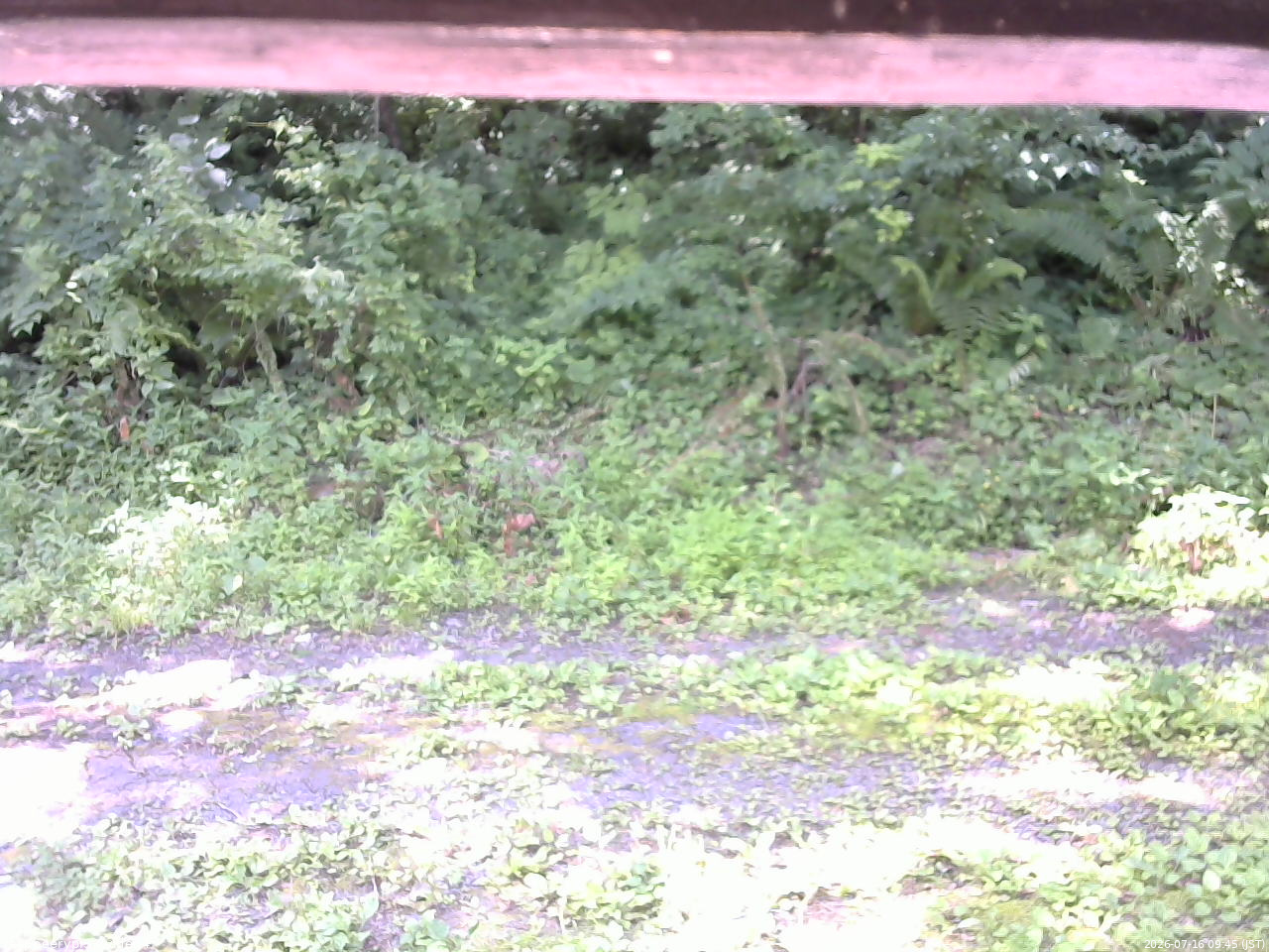 長野県菅平高原 ゆたか山荘 東側(坂下) 2026/07/16 09:45