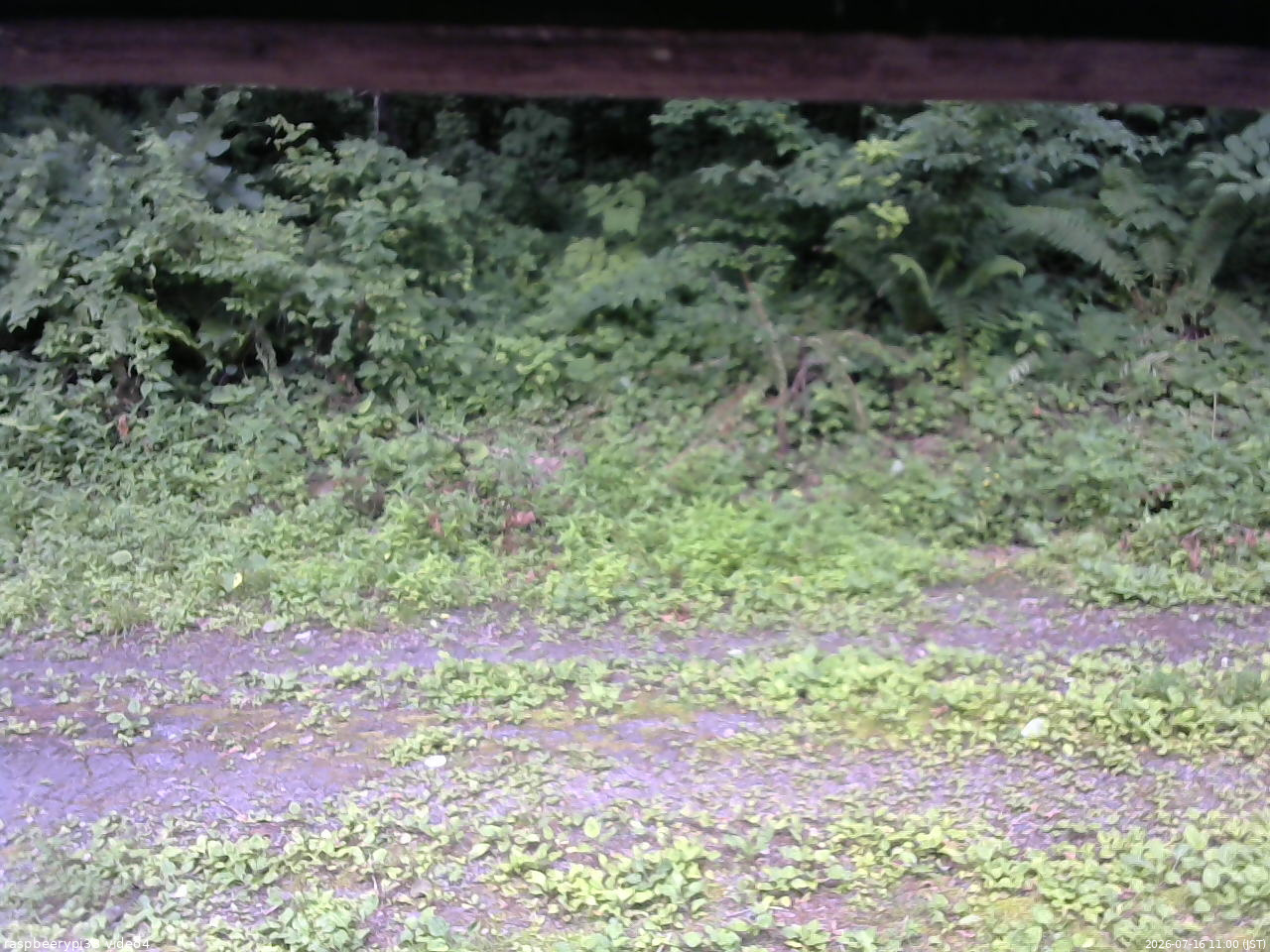 長野県菅平高原 ゆたか山荘 東側(坂下) 2026/07/16 11:00