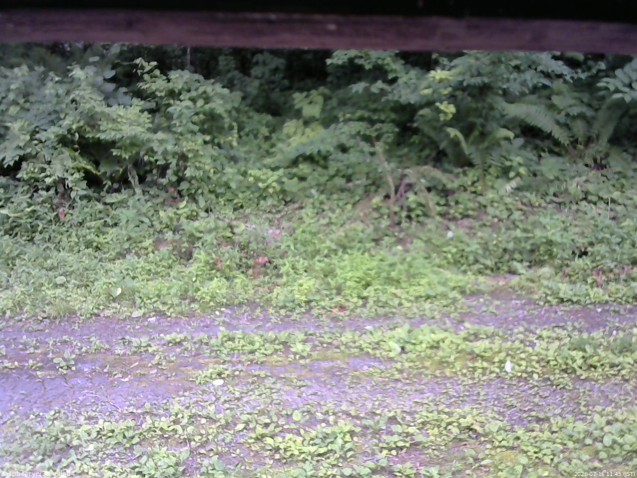 長野県菅平高原 ゆたか山荘 東側(坂下) 2026/07/16 11:45