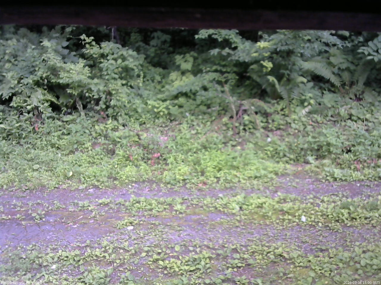 長野県菅平高原 ゆたか山荘 東側(坂下) 2026/07/16 15:00