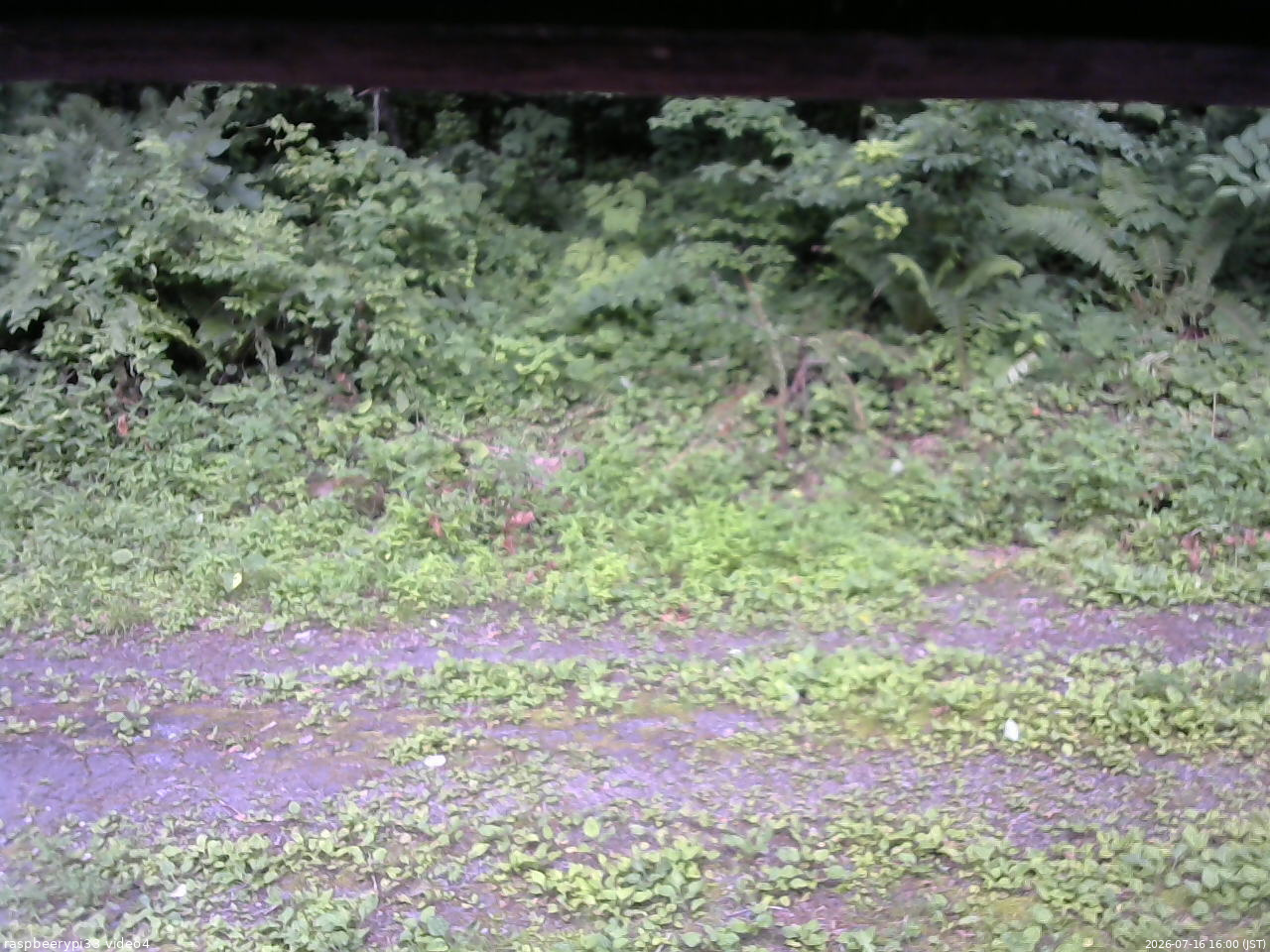 長野県菅平高原 ゆたか山荘 東側(坂下) 2026/07/16 16:00