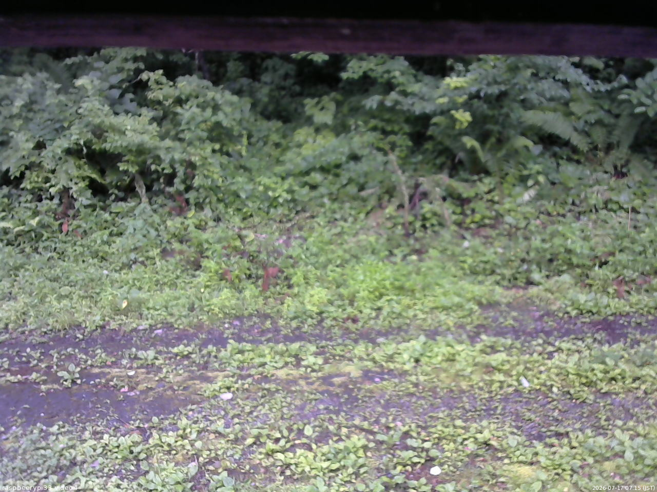 長野県菅平高原 ゆたか山荘 東側(坂下) 2026/07/17 07:15