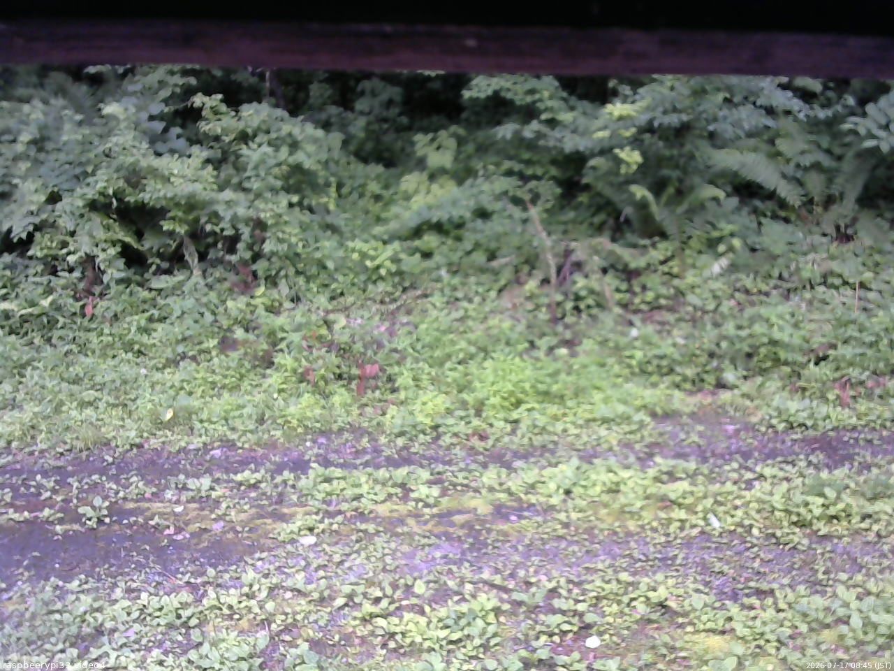 長野県菅平高原 ゆたか山荘 東側(坂下) 2026/07/17 08:45