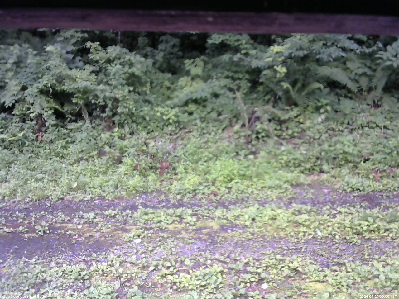 長野県菅平高原 ゆたか山荘 東側(坂下) 2026/07/17 09:00