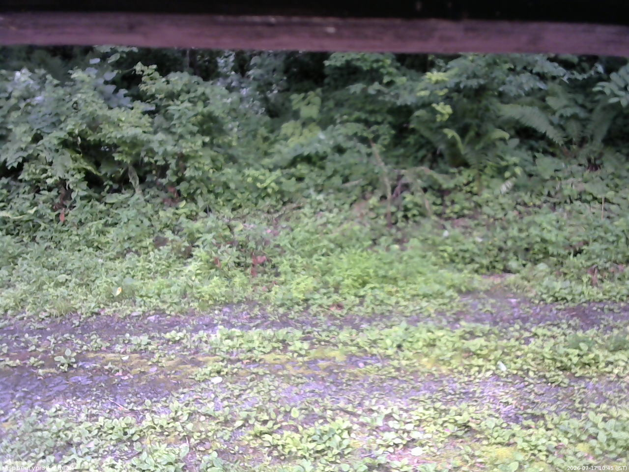 長野県菅平高原 ゆたか山荘 東側(坂下) 2026/07/17 10:45